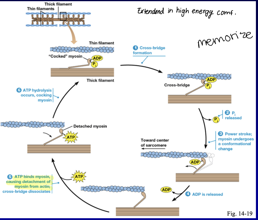 <ol><li><p>cross-bridge formation </p></li><li><p>Pi released </p></li><li><p>power stroke; myosin undergoes a conformational change </p></li><li><p>ADP is released </p></li><li><p>ATP binds myosin, causing detaching of myosin from actin; cross brodge dissociates </p></li><li><p>ATP hydrolysis occurs cocking myosin</p></li></ol>