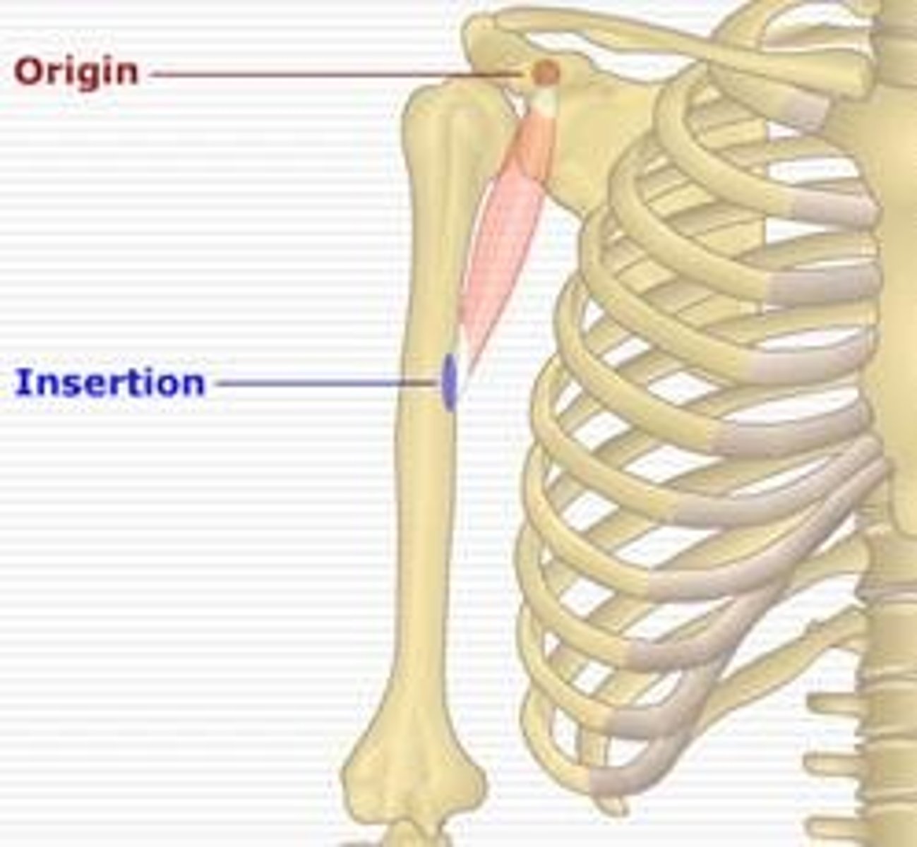 <p>Site where muscle attaches to bone and applies force.</p>