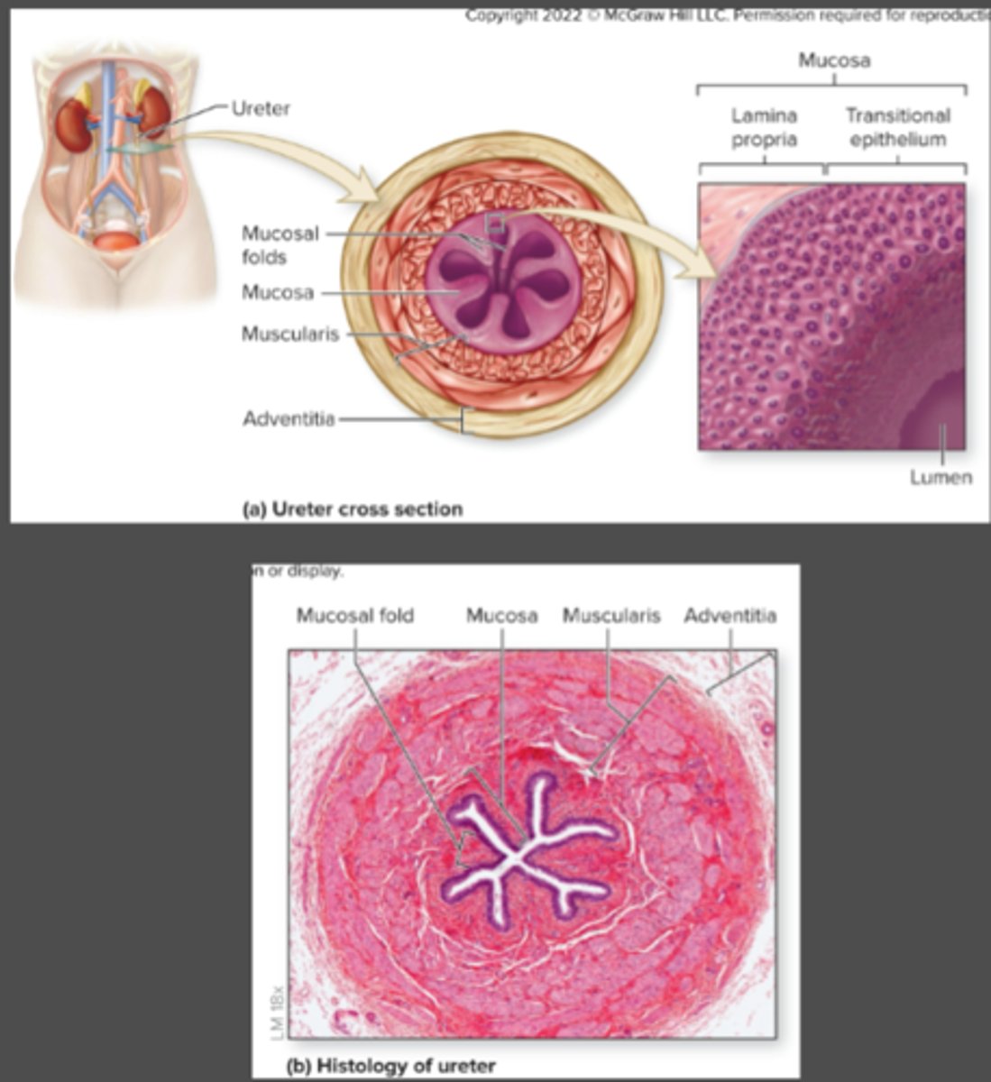 <p>What are the 3 ureter layers from deep to superficial?</p>