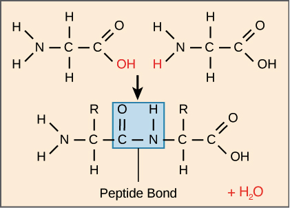 <p>Peptide bonds between amine and carboxyl&nbsp;</p>