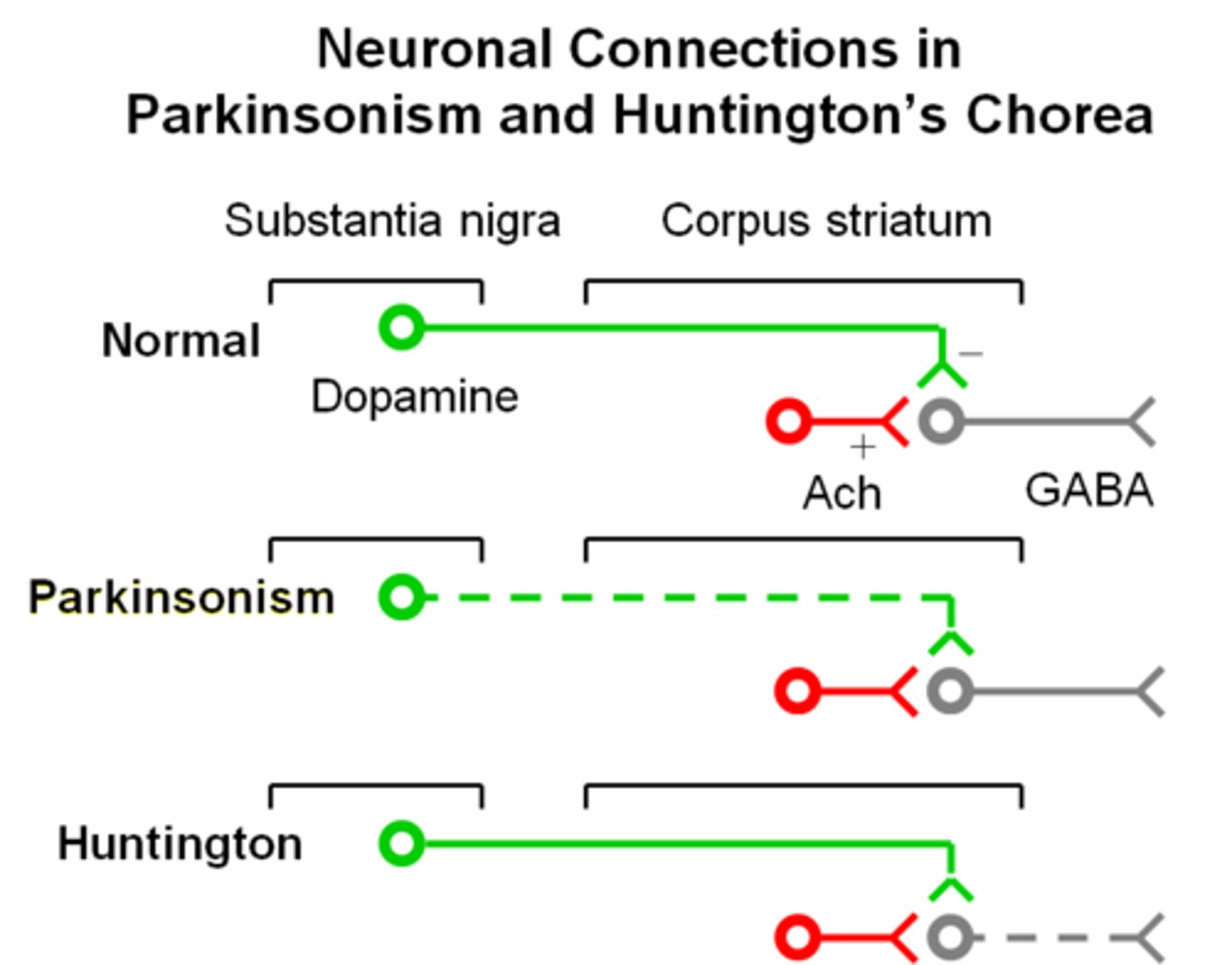 <p>acts as dopamine precursor to replace the missing dopamine (since dopamine itself can't cross the BBB)</p>