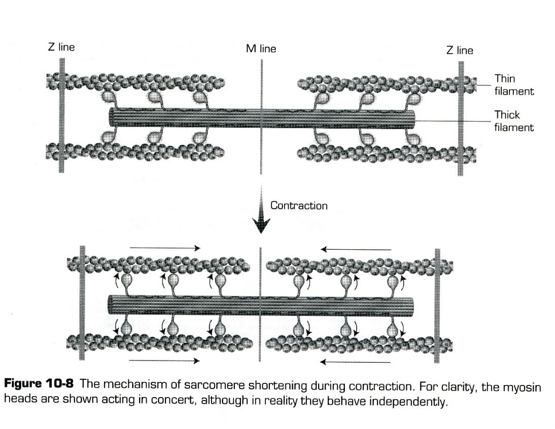 
1. After power stroke, ADP is released
2. New ATP binds
3. Makes myosin release actin
4. Cycle begins again, continuing until the sarcomere has shortened
