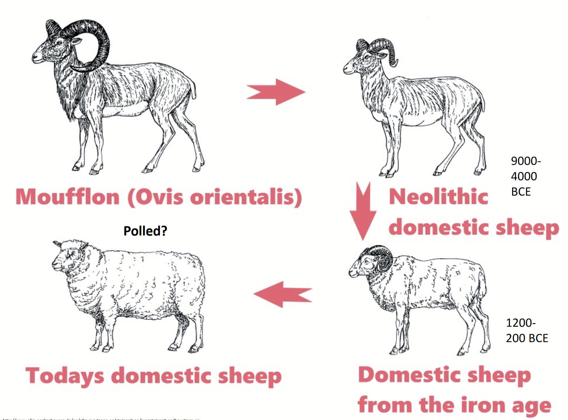 <p>Evidence of people wearing wool 10,000 BC.</p><p>Thought to be descended from <strong>moufflon</strong> in central Asia (Turkey, Syria, Iran).</p><p>One of the first domesticated species → small in size (easier to manage), provided multiple things (meat, milk, and clothing).</p><p><strong><mark data-color="red" style="background-color: red; color: inherit"><u>Moufflon (Ovis orientalis)</u></mark></strong><u> → </u><strong><mark data-color="yellow" style="background-color: yellow; color: inherit"><u>Neolithic domestic</u></mark></strong><mark data-color="yellow" style="background-color: yellow; color: inherit"> (9000-4000 BCE; became smaller in body and horns)</mark> →<strong> <mark data-color="green" style="background-color: green; color: inherit"><u>Domestic sheep from the iron age</u></mark></strong><mark data-color="green" style="background-color: green; color: inherit"> (1200-200 BCE; still small but meatier/heftier body shape, smaller horns, began to select for wool production)</mark> → <strong><mark data-color="blue" style="background-color: blue; color: inherit"><u>Today’s domestic sheep</u></mark></strong><mark data-color="blue" style="background-color: blue; color: inherit"> (bigger body size, selected for white wool [ease of dyeing] and rapid growth rate, disappearance of horns)</mark></p>
