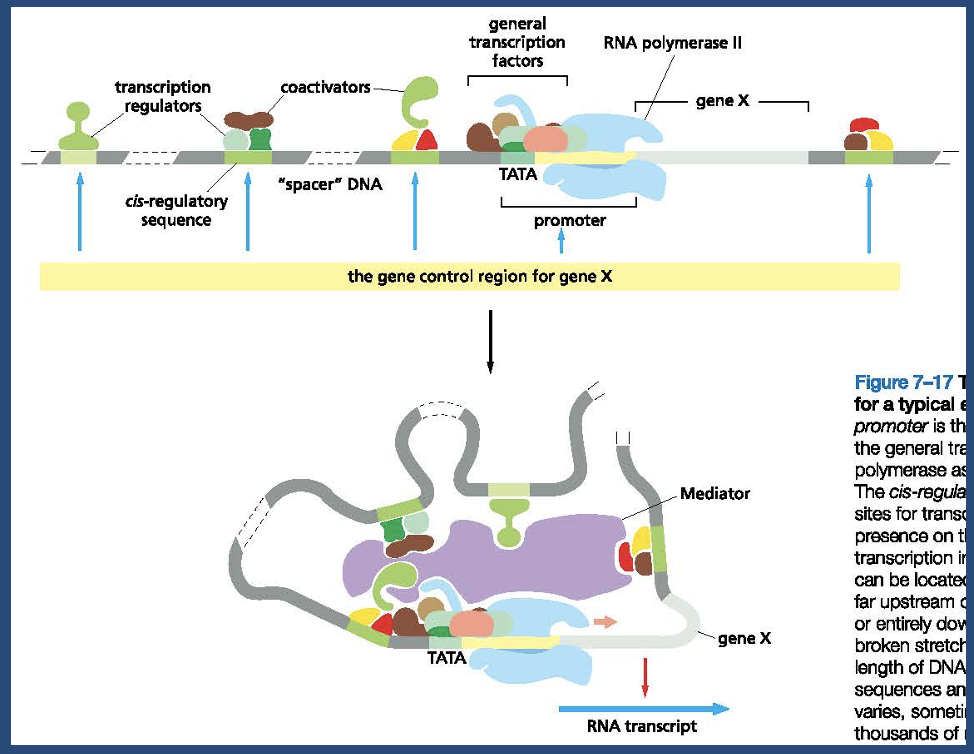 <p>The control region for a typical eukaryotic gene </p>