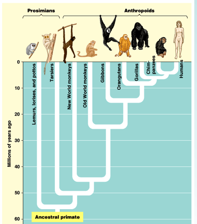 <p>the African Great Apes</p>