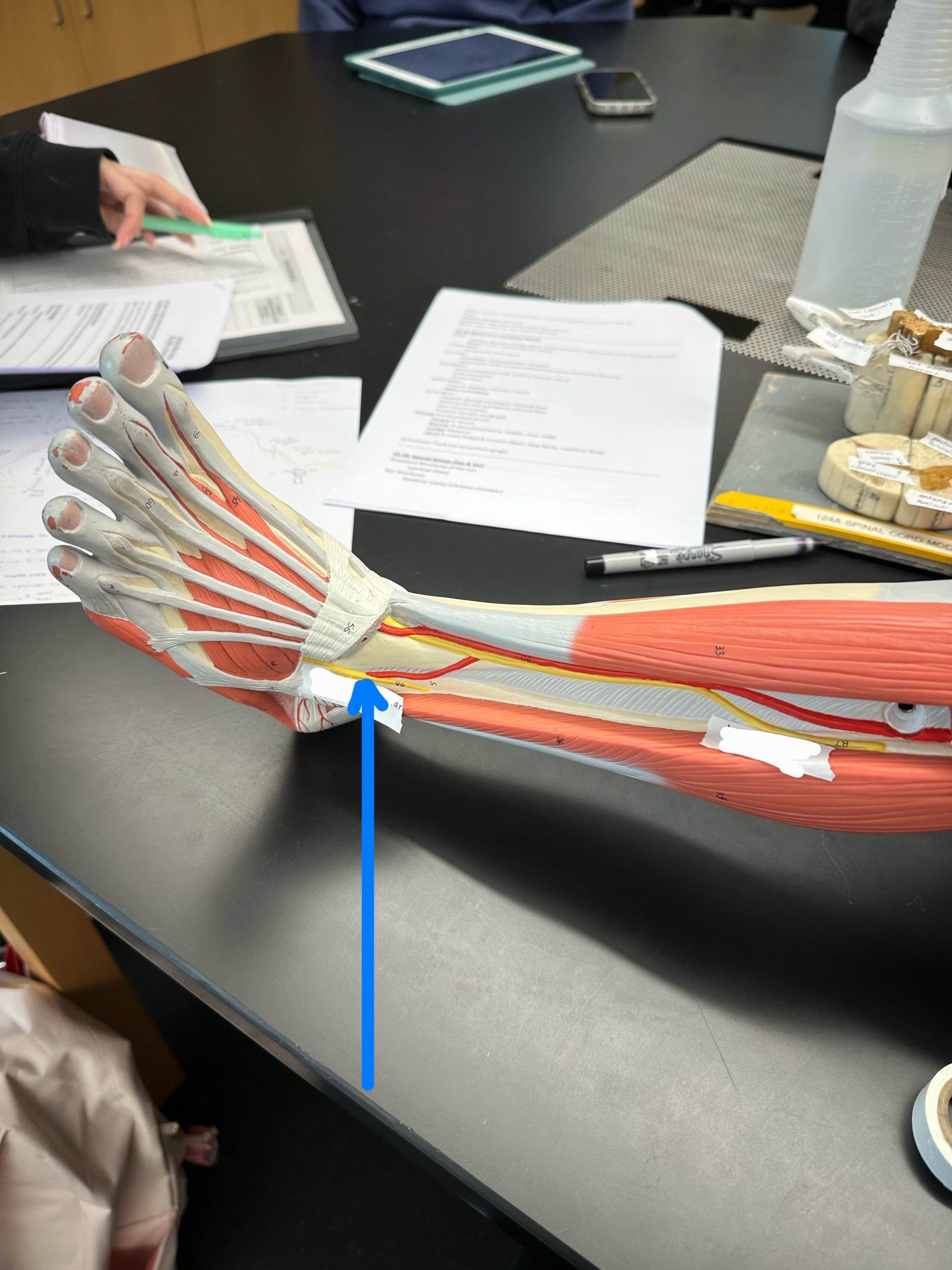 <p>ID nerve</p>