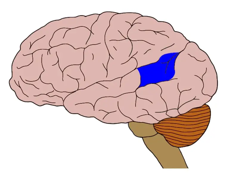 <p>Wernicke’s Area</p>