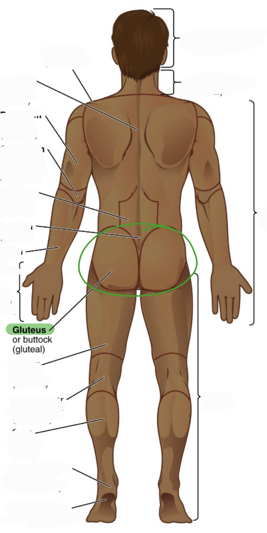 <p>buttock</p><p>(aka gluteal)</p>