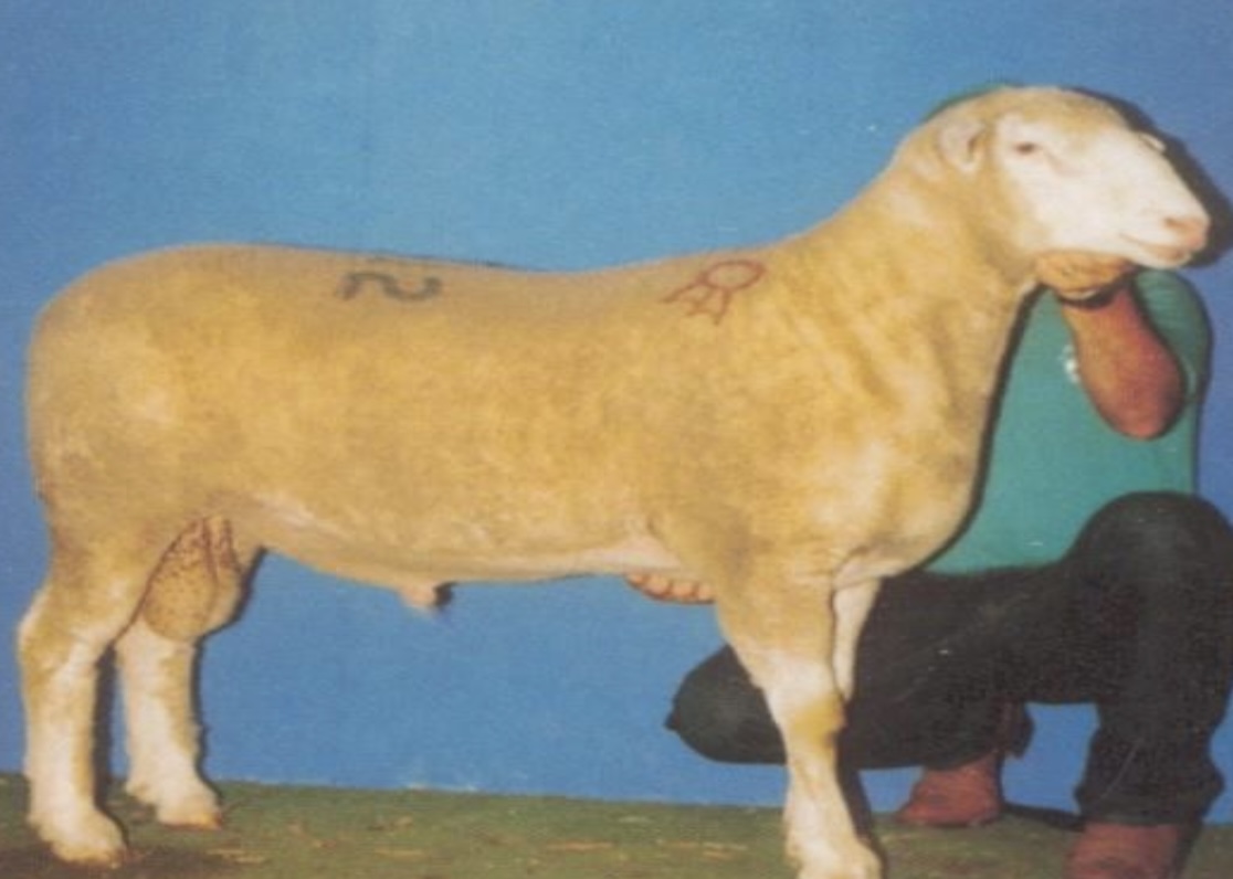 <p>Medium wool</p>