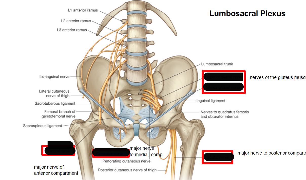 starting from left to right
1. there is the femoral nerve, which is major nerve of anterior compartment, passes under inguinal ligament 
2.obturator nerve, major nerve to medial compartment, passes through obturator formane 
3. sciatic nerve, this is major nerve to posterior compartment 
4. superior gluteal nerve and inferior gluteal nerve 
