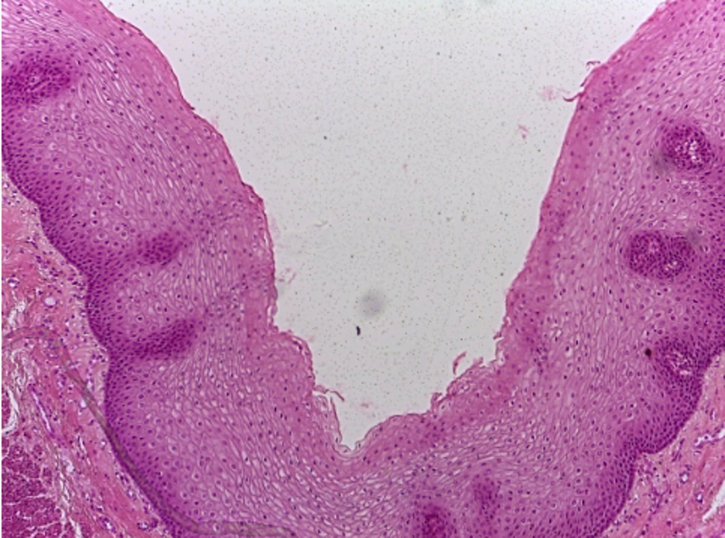 <p>What type of tissue is presented on the slide?</p>