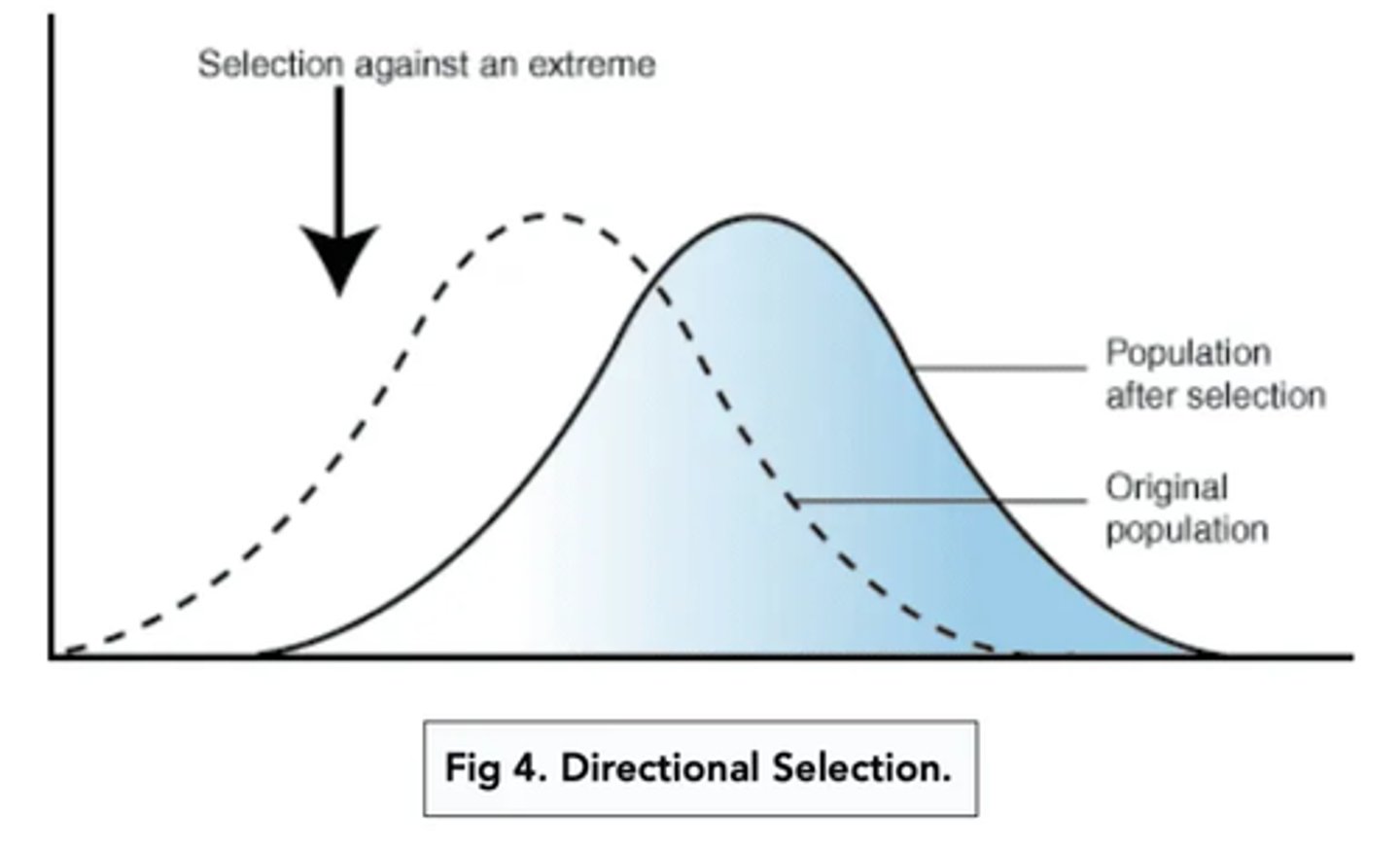 <p>- Directional selection occurs when organisms with an extreme variation of a trait have a selective advantage, e.g. bacteria with high resistance to an antibiotic.</p><p>- Directional selection often happens when there is a change in the environment, and over time the frequency of alleles for the extreme trait increases, shifting the normal distribution curve.</p>