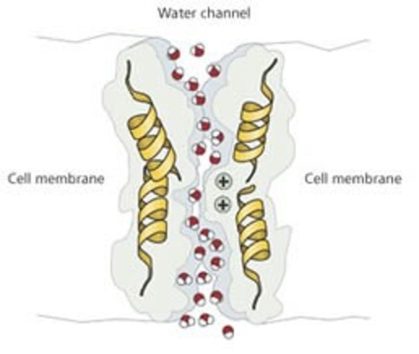 <p>A transport protein in the plasma membrane of a plant or animal cell that specifically facilitates the diffusion of water across the membrane</p>