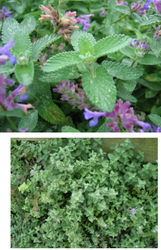<p>Catnip</p><p>Sun</p><p>Cottage garden</p>