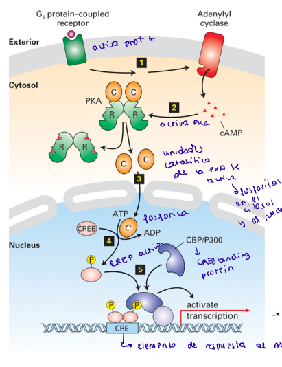 <ol><li><p>Se une el ligando al receptor ligado a la proteína G.</p></li><li><p>La proteína G activa la Adenil Ciclasa → libera cAMP</p></li><li><p>El aumento de cAMP activa la PKA.</p></li><li><p>Las subunidades de la PKA fosforilan al CREB (CRE binding protein) y la activarán.</p></li><li><p>La CREB activa se unirá a la CBP (CREB binding protein).</p></li><li><p>Las dos juntas activarán el CRE (elemento de respuesta al AMPc, sus niveles de expresión dependerán de este). Su activación permitirá que se exprese el gen de interés.</p></li></ol><p></p>