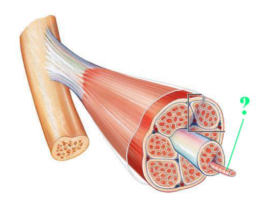 <p>Identify the indicated layer of connective tissue</p>