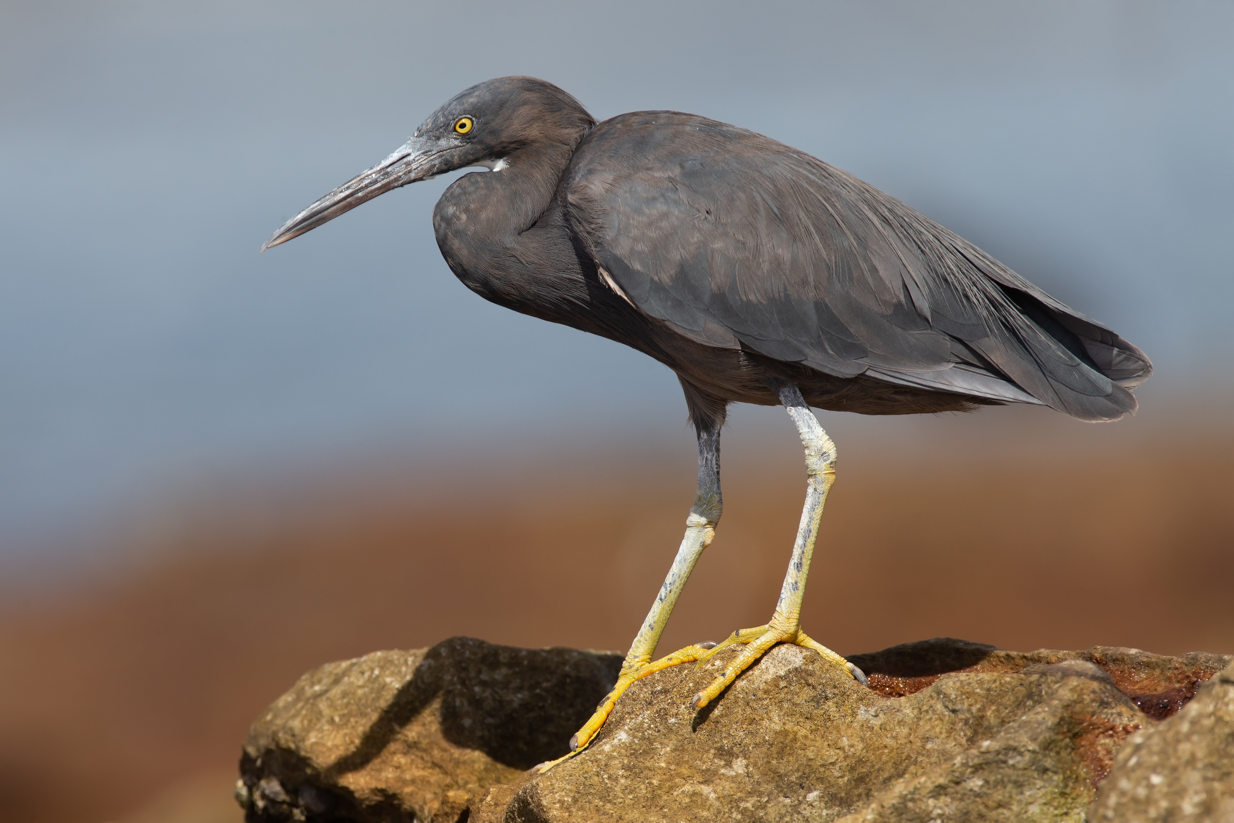 <p>Pacific Reef Heron</p>