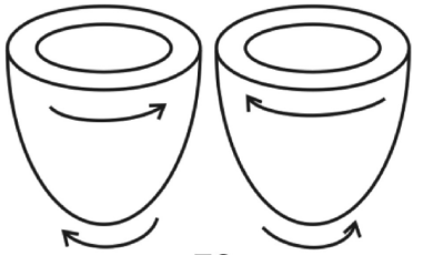 <p>the apex and the base rotate in opposite direction during contraction</p>