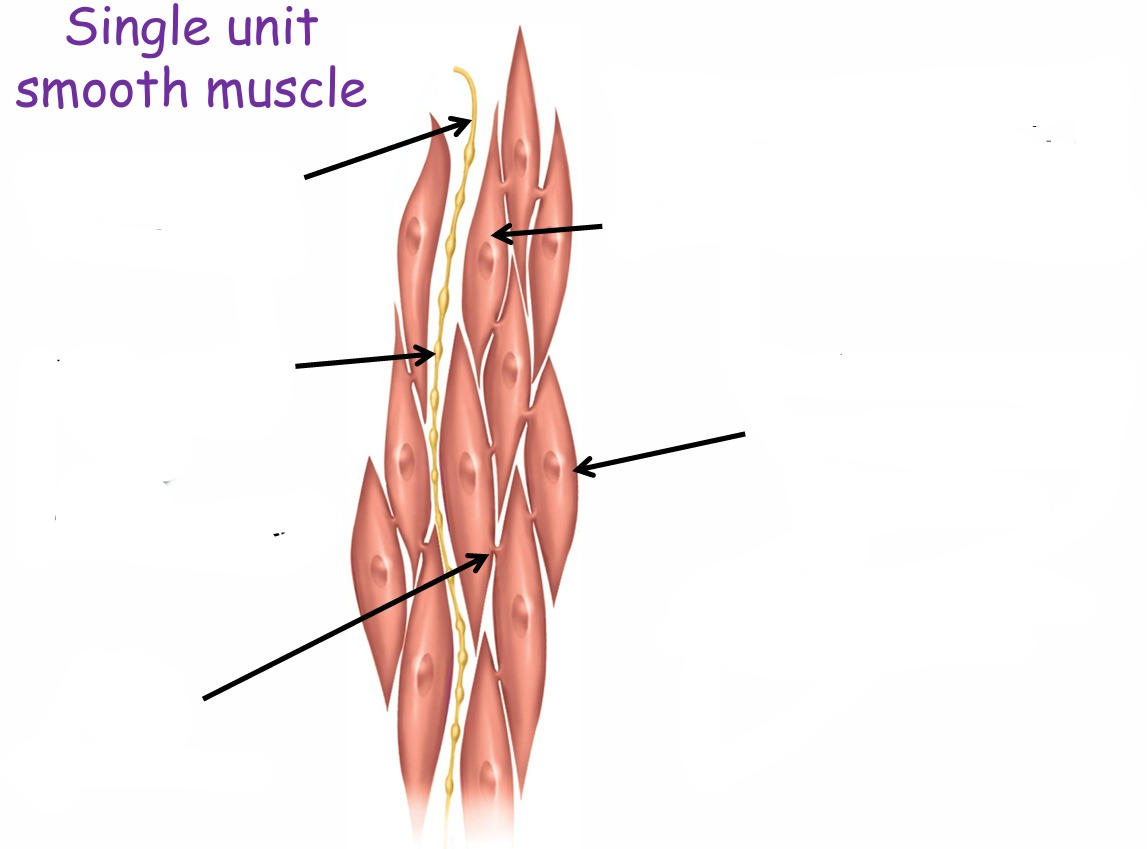 <p>Label this single unit smooth muscle</p>