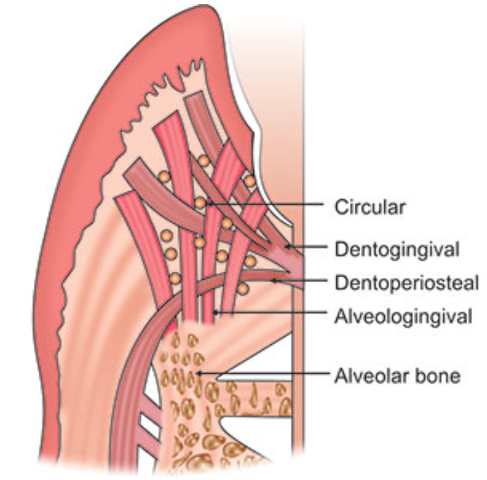<ul><li><p>Insert into the <strong>crest of the alveolar bone</strong></p></li><li><p>Course coronally and enter the free and attached sections of the <strong>marginal and interdental gingiva</strong></p></li></ul><p></p>