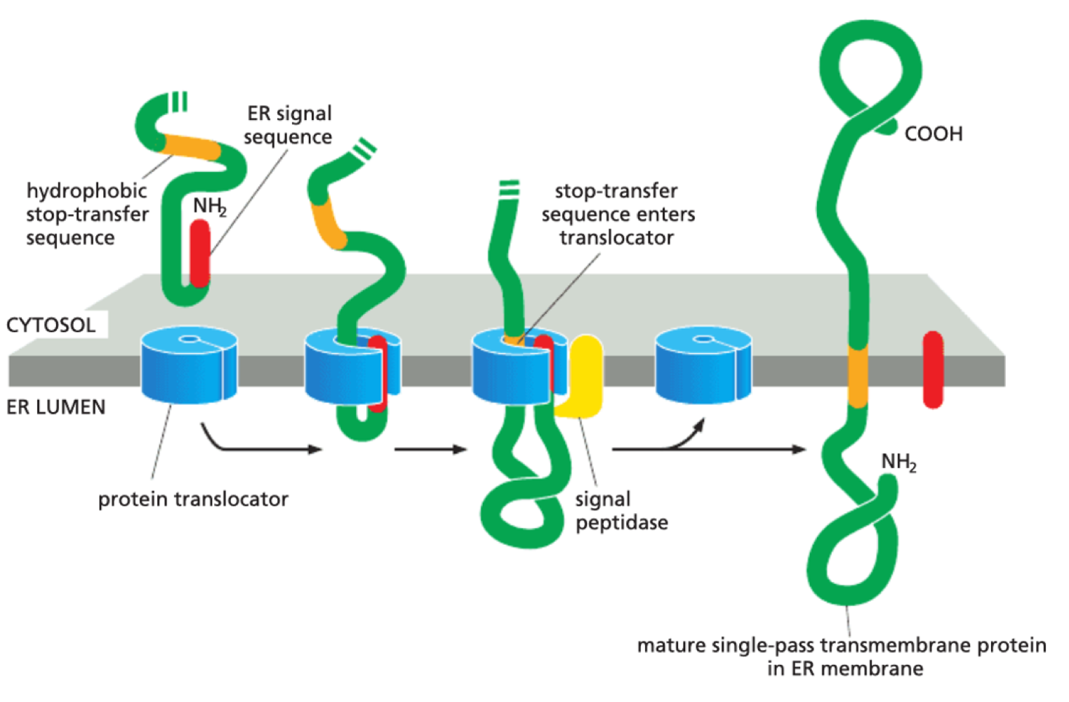 <p>Stop transfer sequence prevents complete entry into ER lumen - proteins become transmembrane</p>