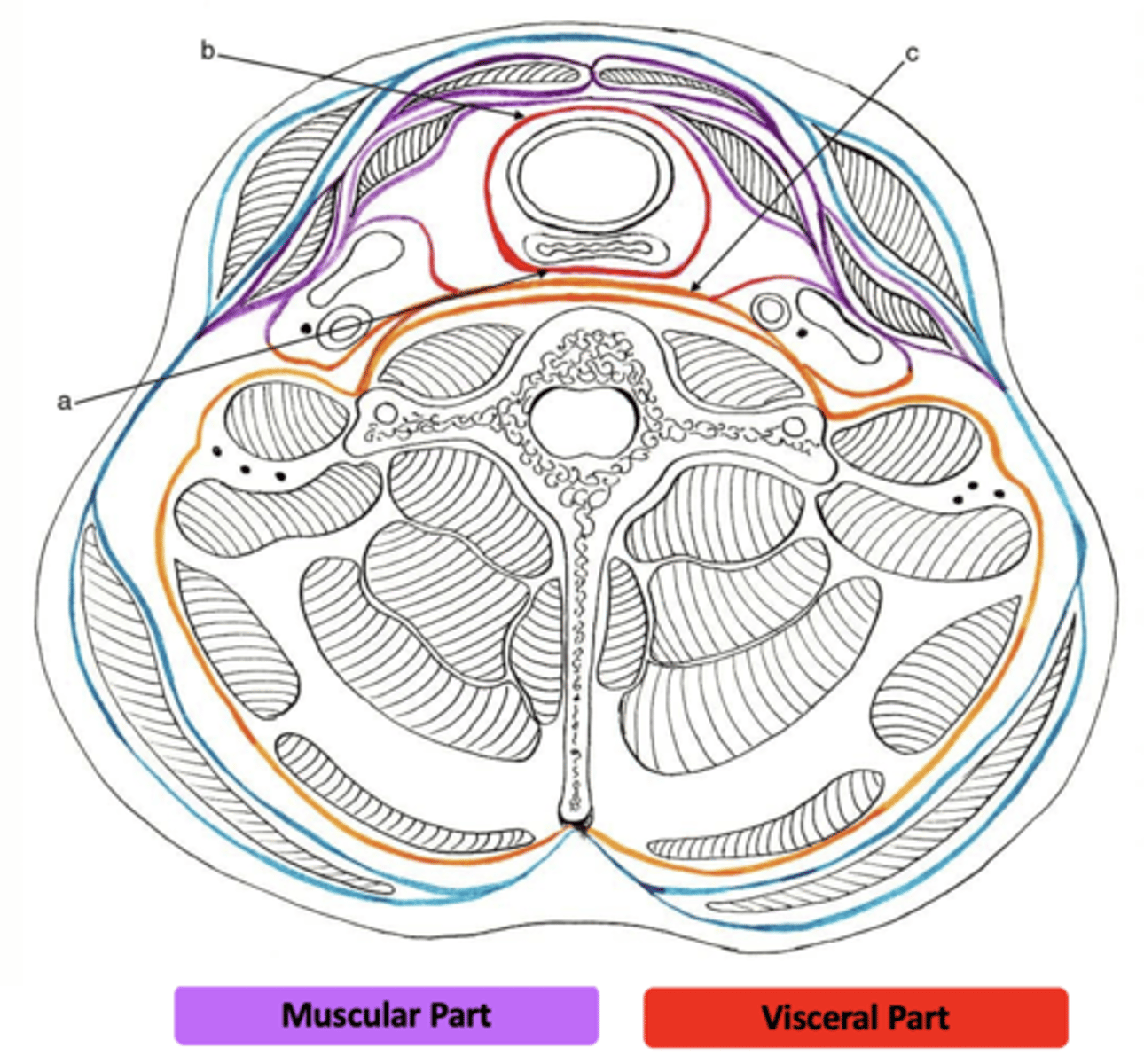 <p>The visceral part of the pretracheal fascia of the deep fascia enclosed what? (4)</p>