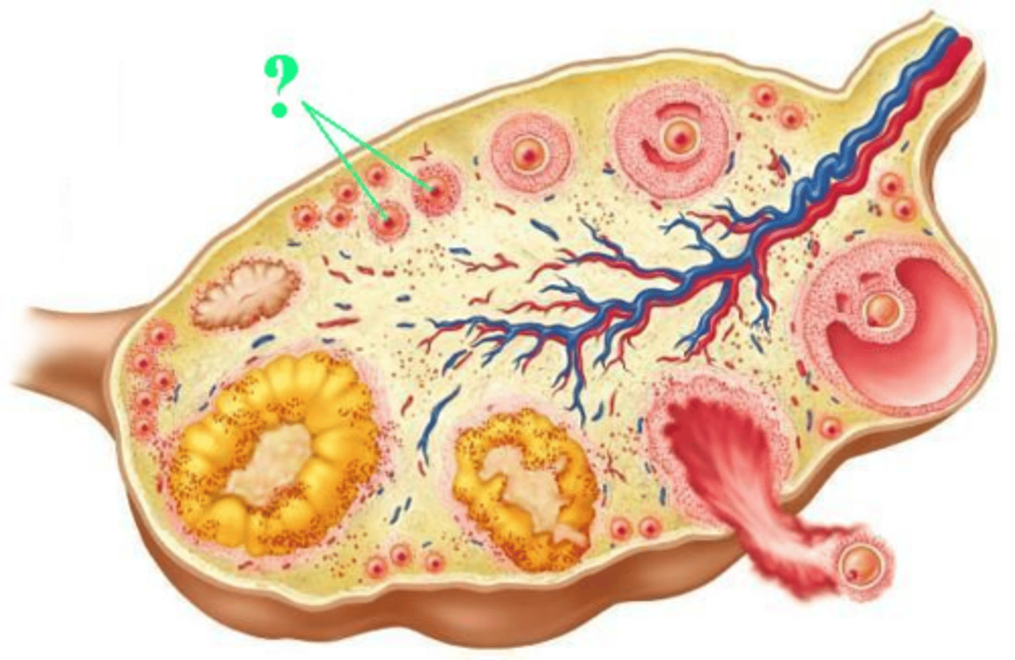 <p>Identify the indicated type of follicle.</p>