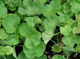 <p><span>Herbaceous perennial often grown as an annual with round, green leaves and large clusters of bright flowers. Used in gardens and containers.</span></p>