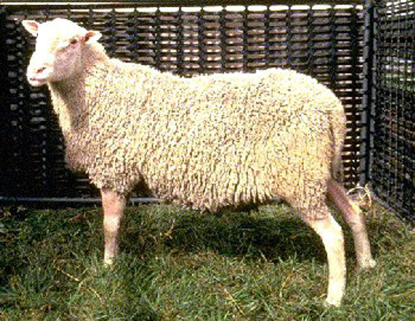 <p>White; no wool on face or legs</p><p>Small to medium size</p><p>Medium wool, medium staple length</p><p>Poor carcass conformation</p><p>Somewhat frail</p><p>Very prolific</p><p>Primarily used in cross-breeding programs</p>