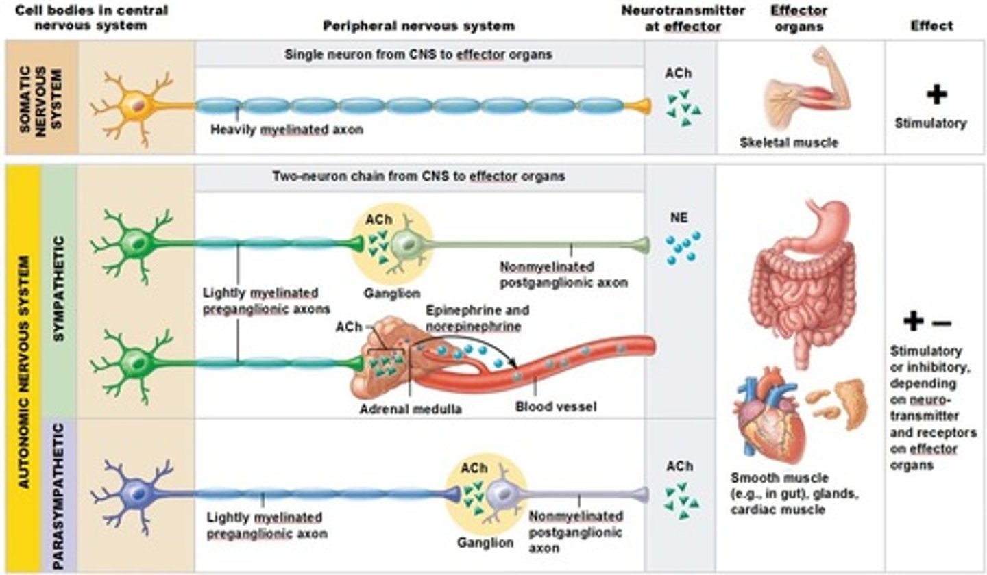 <p>categories of autonomic NS</p><p>parasympathetic- "rest and digest," decreased heart rate, respiratory rate, blood pressure, increased digestive and excretory functions</p><p>acetylcholine signal from CNS, then acetylcholine to effectors</p><p>long presynaptic neuron, short postsynaptic neuron</p><p>PARA LONG PRE</p><p>sympathetic- "fight or flight," increased HR/RR/BP, pupil dilation, deceased digestion, stimulation of adrenal medulla to release epinephrine</p><p>increased brain activity, increased glucose metabolism</p><p>4Fs = flight, fight, fright, fornicate</p><p>acetylcholine signal from CNS, then norepinephrine to effectors</p><p>short presynaptic neuron, long postsynaptic neuron</p><p>increased BP does not imply vasoconstriction</p><p>vasoconstriction- cut off blood to certain organs</p><p>vasodilation- increase blood to certain organs</p><p>happens in both systems to shift blood between GI and muscles/brain</p>