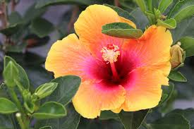 <p>What is one example of dicots?</p>