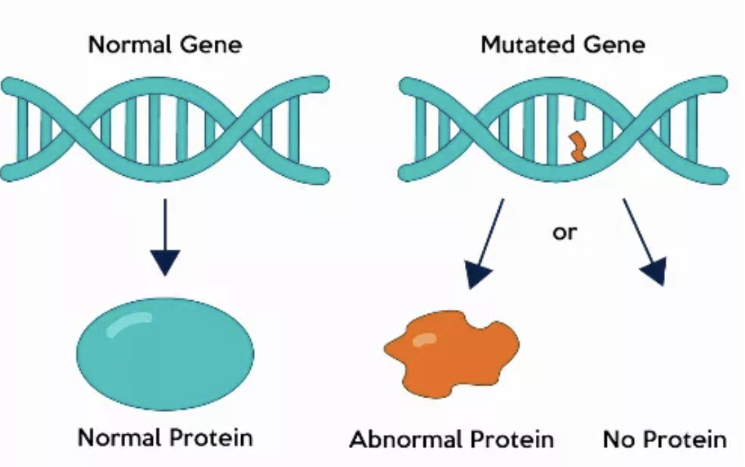 <p>Mutation</p>