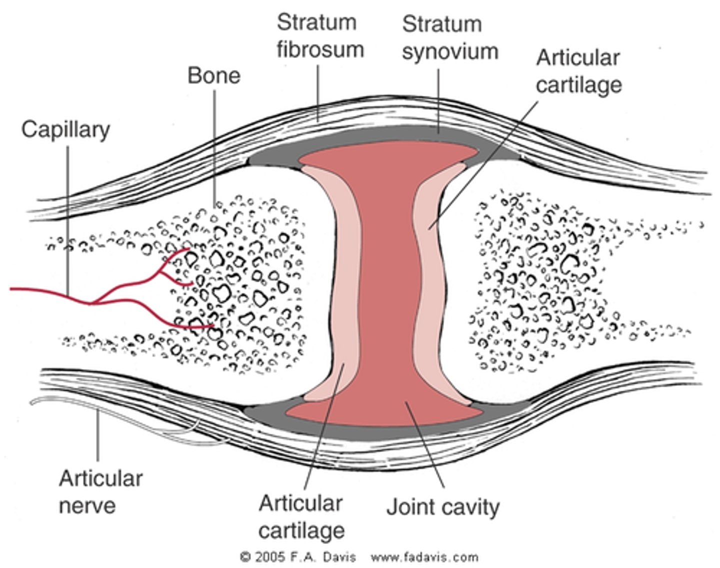 <p>tissue that lines joints, tendons, and bursae</p><p>- contains macrophages and fibroblasts</p><p>- target of RA</p>