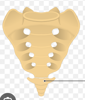 <ul><li><p>attaches to the pelvis&nbsp;</p></li><li><p>last part of the vertebral column</p></li><li><p> previously 5 bones e/ before adulthood</p></li></ul><p></p>