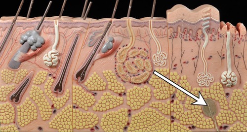<p>Deep pressure receptor</p>