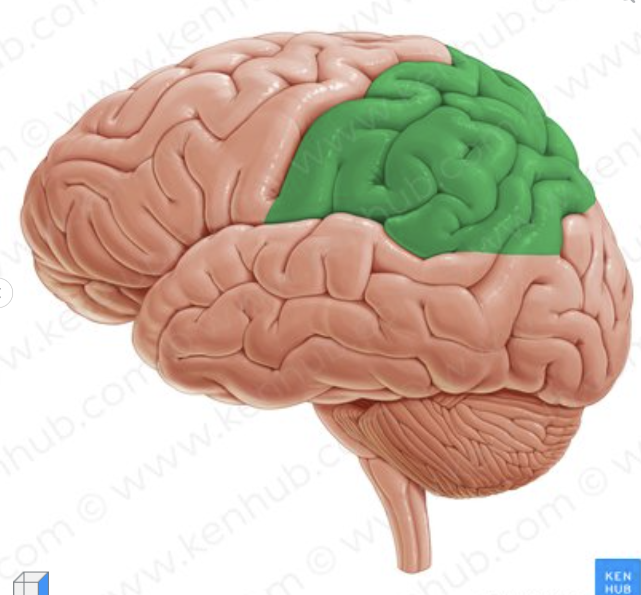 <p>What lobe is in green?</p>