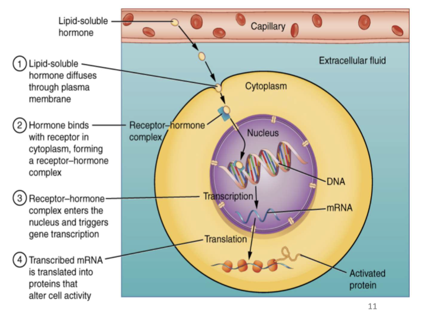 <p>Receptors for lipophilic ligands (e.g., thyroid hormones, adrenal cortical steroids, glucocorticoids, vitamin D) that regulate gene transcription and protein synthesis; effects are delayed.</p>