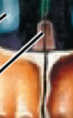 <p>Vomer</p>