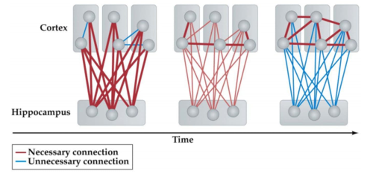 <p>the gradual process of converting new long-term memories to stable, enduring memory codes; sleep is useful for organizing and consolidating memories</p>