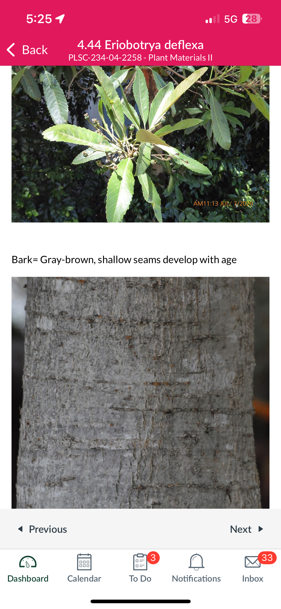 <p>Bronze loquat</p>