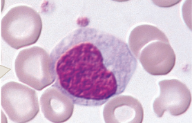 <p>agranulocyte</p><ul><li><p>white blood cells</p></li></ul>