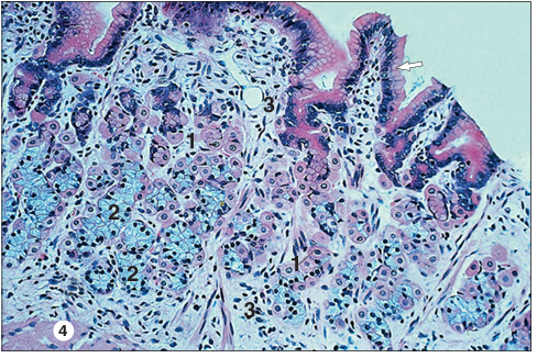 <p>Identify the structure:</p><p>Specie:</p><p>Parts:</p><p>1.__ 2.__ 3.__</p><p>Stain used:</p>