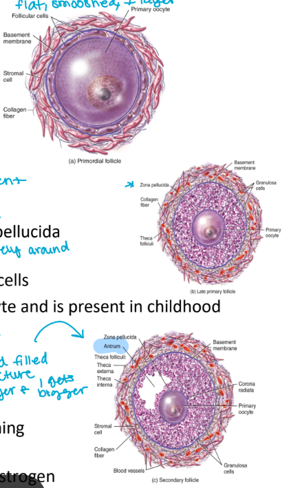 <ul><li><p>located in the cortex of the ovary (big space)</p><ol><li><p>primordial follicles</p><ul><li><p>preset in the ovary at birth</p></li><li><p>the primary oocyte is surrounded by a single layer of <strong>flat follicular cells</strong></p></li></ul></li><li><p>primary follicles </p><ul><li><p><strong>stratified layer of cells </strong>(lots of cell present)</p></li><li><p>single layer called the <strong>granulosa </strong>proliferates under the influence f FSH forming the <strong>zona pellucida</strong> (immediately around oocyte)</p></li><li><p>the surrounding tissue forms<strong> theca cells</strong></p></li><li><p>the primary follicle contains the primary oocyte is present in childhood</p></li></ul></li><li><p>secondary follicles</p><ul><li><p>located in the ovaries during puberty (~250,000 oocyte remain at puberty)</p></li><li><p>the primary oocyte undergoes meiosis I becoming the secondary oocyte at puberty</p></li><li><p>the granulosa and theca cells<strong> begin secreting estrogen</strong></p></li><li><p>antrum → fluid filled structure, gets bigger and bigger</p></li></ul></li></ol></li></ul><p></p>