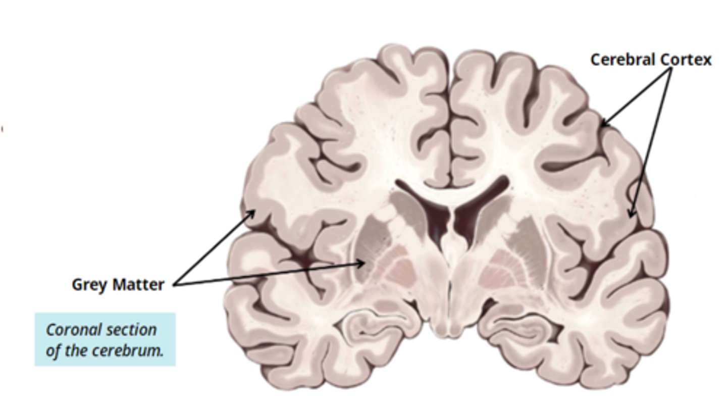 <p>- made up of nerves cell bodies, short interneurons, and glial cells</p><p>- can be found in the cerebral cortex (outer) and the inner areas of the brain</p>