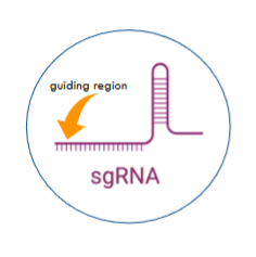 <p>A form of guide RNA that forms a complex with Cas9.</p><p>The sgRNA is approximately 100 nucleotide–long fusion</p><p>and has two regions :</p><p>• <strong>Guiding region </strong>—a typically 20-nucleotide region that</p><p>is complementary to the target DNA sequence and that</p><p>defines where Cas9 cuts</p><p>• <strong>Scaffold region</strong> — a region that forms a hairpin loop</p><p>structure that binds tightly in a crevice of the Cas9</p><p>protein. The sequence of this region is typically the same</p><p>for all sgRNAs.</p>
