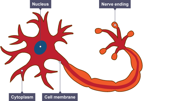 <ul><li><p><span>They are thin, passing messages quickly</span></p></li><li><p>Nerve cells have branched connections at each end. These join to other nerve cells, allowing them to pass messages around the body.</p></li><li><p>They have a fatty (myelin) sheath that surrounds them. The fatty sheath increases the speed at which the message can travel.</p></li></ul><p></p><p><br></p>