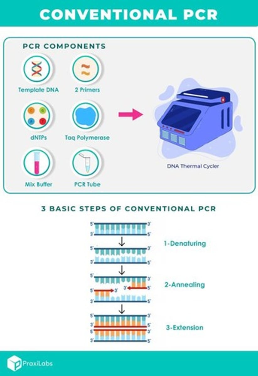 <p>Denaturation, annealing, and extension.</p>
