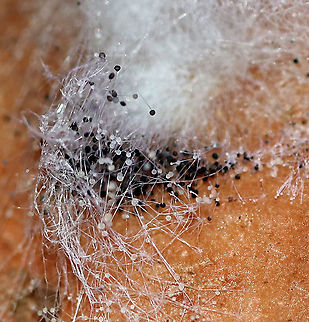 <p>Which fungi is this?</p>