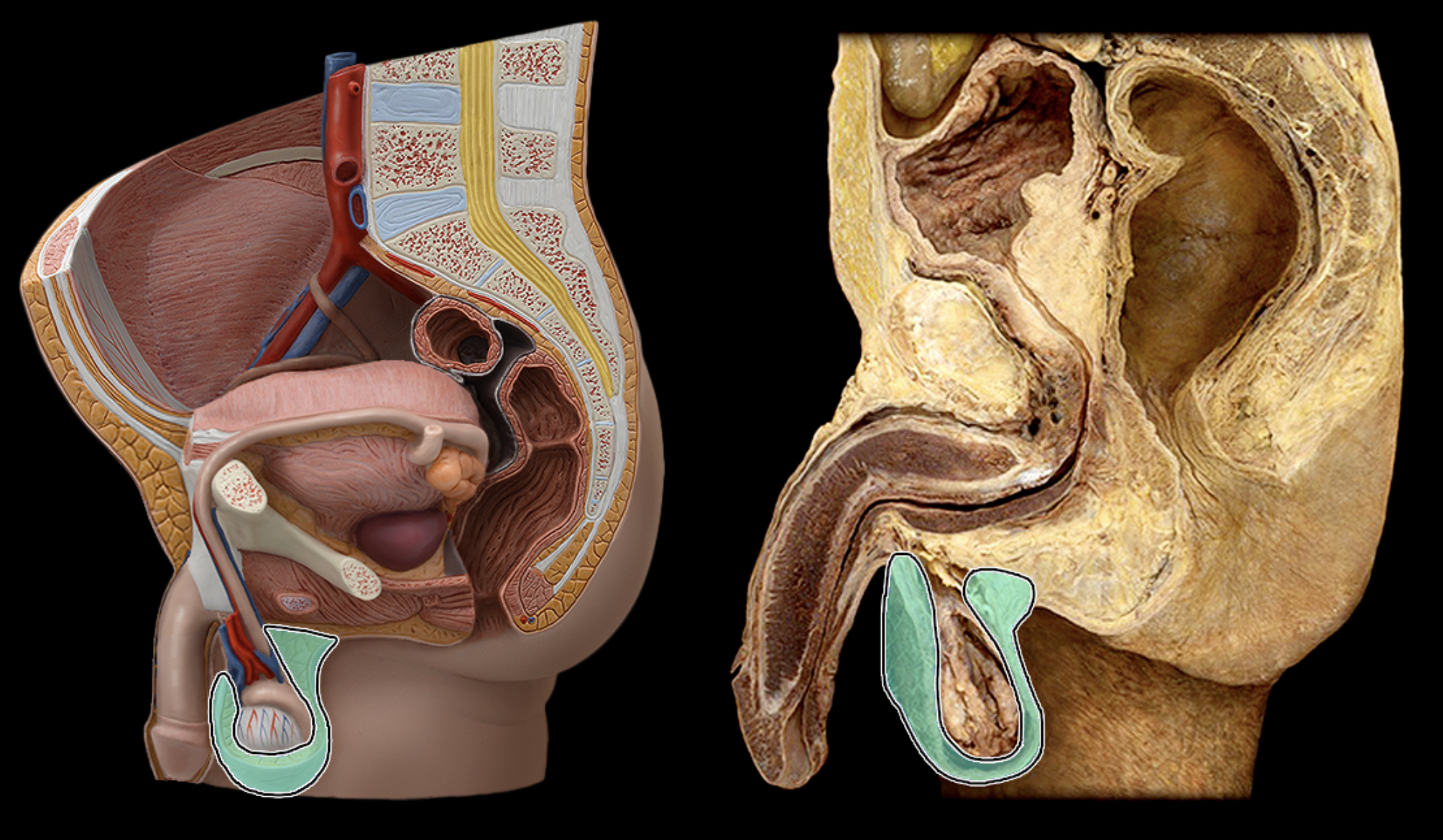 <p>What structure is shown?</p>