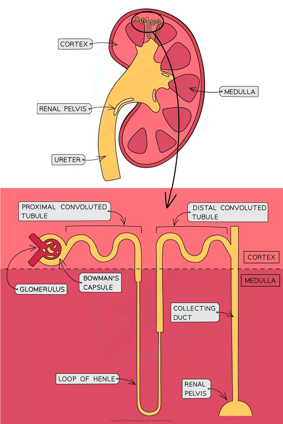 <p>Structural and functional unit of kidneys</p>